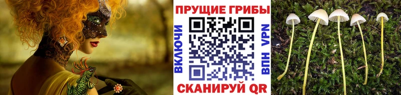 Галлюциногенные грибы ЛСД  блэк спрут как зайти  Дятьково 